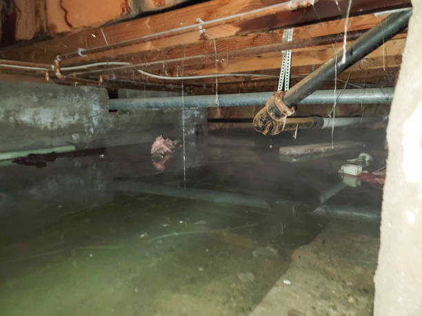 Best Flood damage cleanup  in Farmington, IL