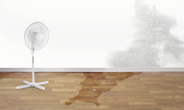 Best Mold removal after water damage  in Farmington, IL